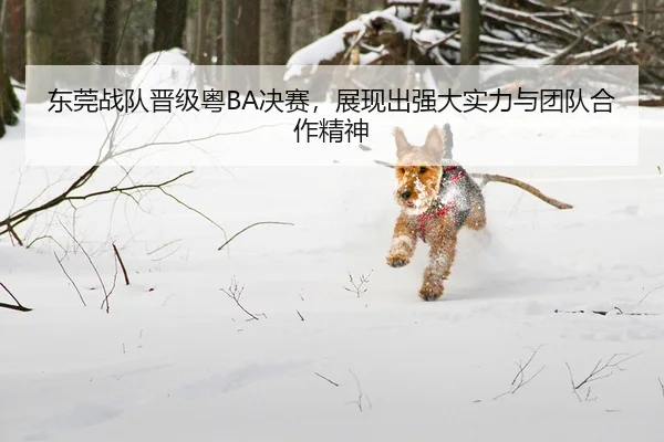 东莞战队晋级粤BA决赛，展现出强大实力与团队合作精神